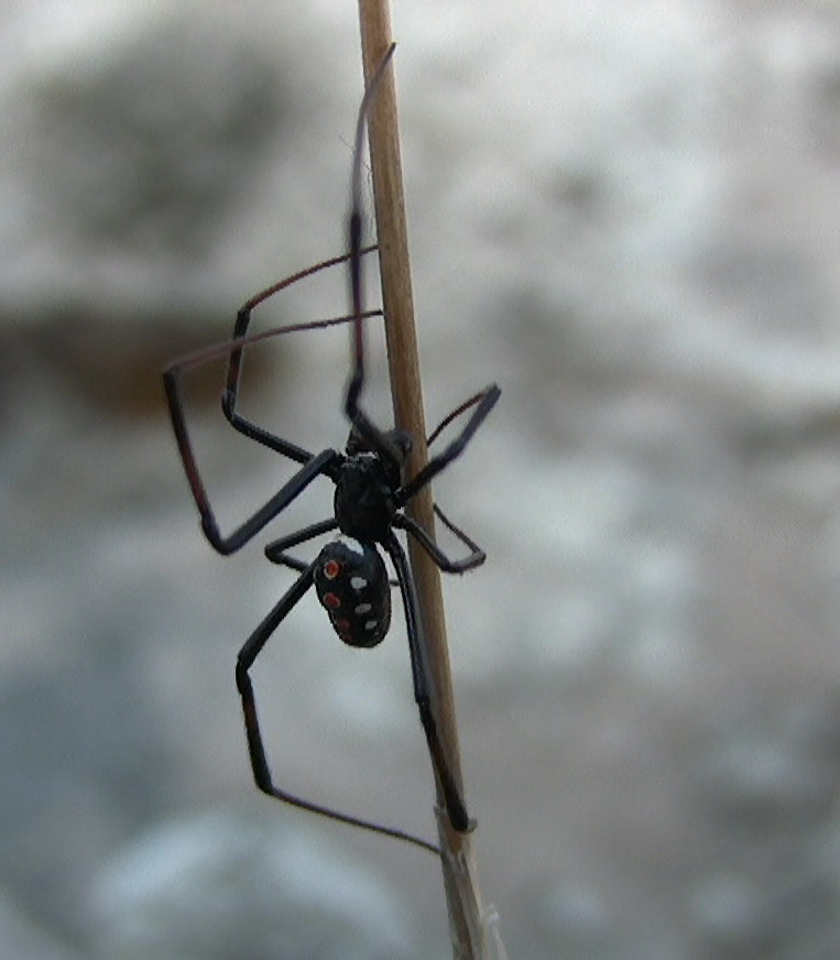 Latrodectus tredecimguttatus maschio - Gargano